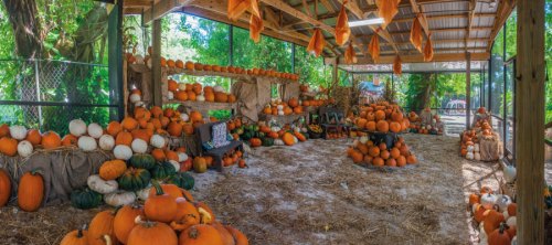 A rustic barn filled with various pumpkins in different colors and sizes, surrounded by greenery and straw.