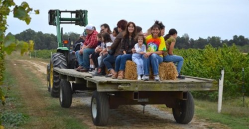 A group of people sitting on a hayride trailer pulled by a tractor, surrounded by vineyards on a cloudy day.