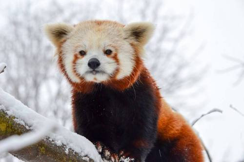 A red panda perched on a snowy branch, showcasing its distinctive reddish-brown fur and playful expression.