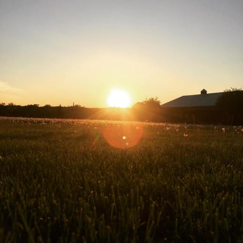 A sunset over a grassy field dotted with dandelions, with a barn silhouette in the background.