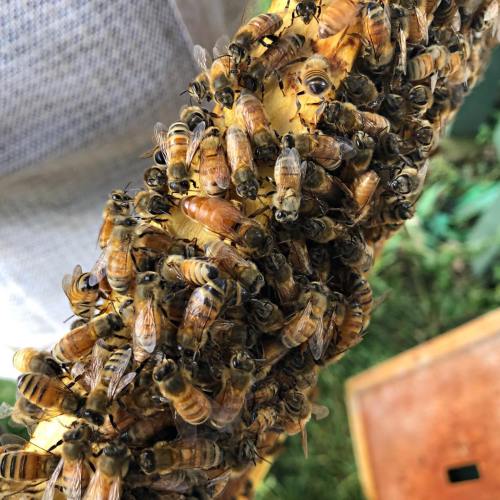 A close-up of a honeycomb filled with bees, showcasing their intricate patterns and busy activity.