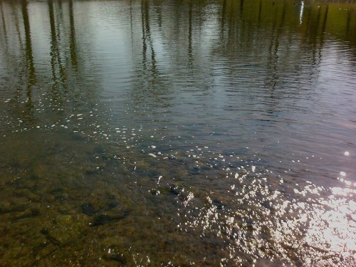 A serene water surface reflecting trees and sunlight, with visible pebbles beneath the clear water.