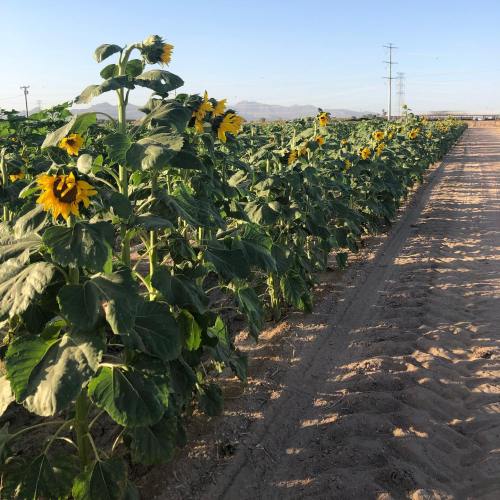 A row of sunflowers stands tall in a field, with clear skies and mountains in the background.