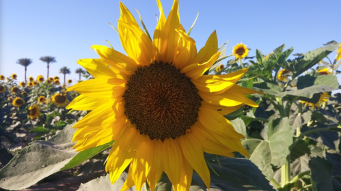 A vibrant sunflower in full bloom, surrounded by a field of sunflowers under a clear blue sky.