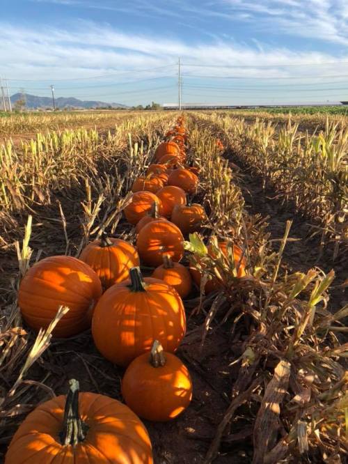 A row of bright orange pumpkins in a field, surrounded by dried corn stalks under a clear blue sky.