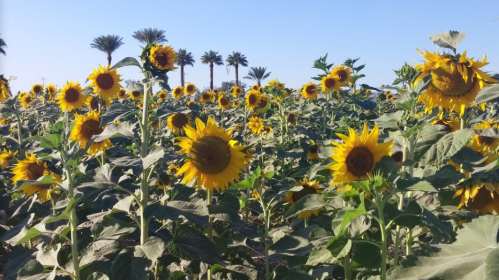 A vibrant field of sunflowers under a clear blue sky, with palm trees in the background.