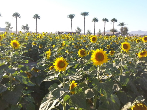 A vibrant field of sunflowers under a clear sky, with palm trees lining the background.