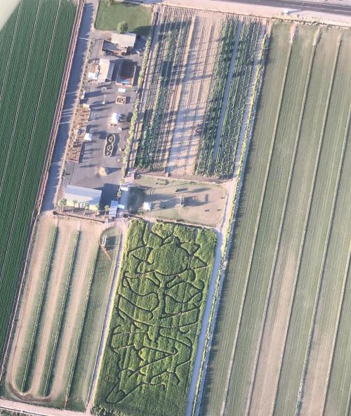 Aerial view of a farm with fields, a house, and a maze pattern in the crops.