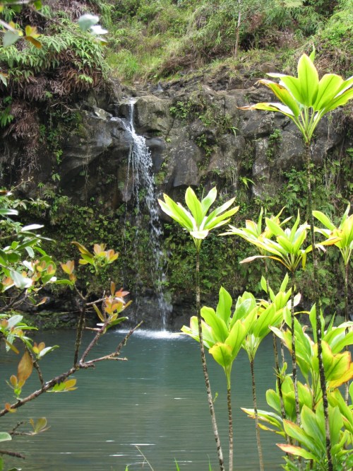 A serene waterfall cascades over rocks into a tranquil pool, surrounded by lush green plants and foliage.