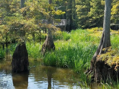 A serene wetland scene featuring cypress trees, lush green grass, and a wooden walkway in the background.