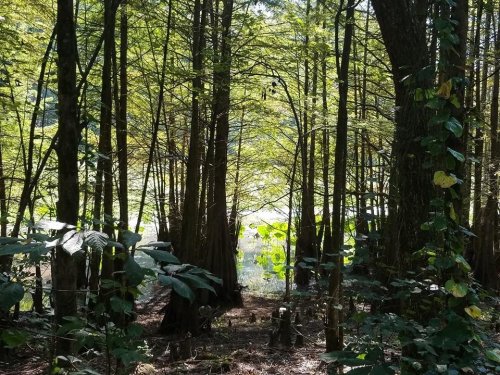 A serene forest scene with tall trees and lush greenery, leading to a calm body of water in the background.