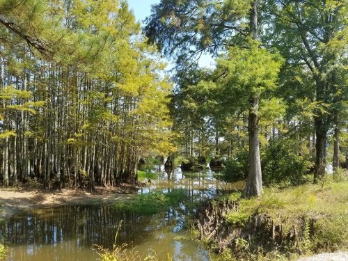 Lush green trees surround a calm pond, reflecting the vibrant foliage under a clear blue sky.