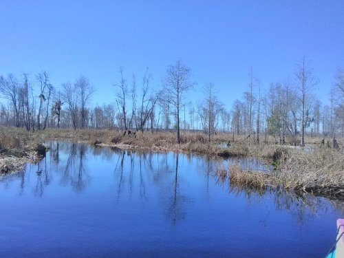 A serene wetland scene with still water reflecting trees and blue sky, surrounded by dry grasses and sparse vegetation.