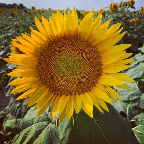 A vibrant sunflower in full bloom, surrounded by a field of green leaves and other sunflowers under a clear sky.