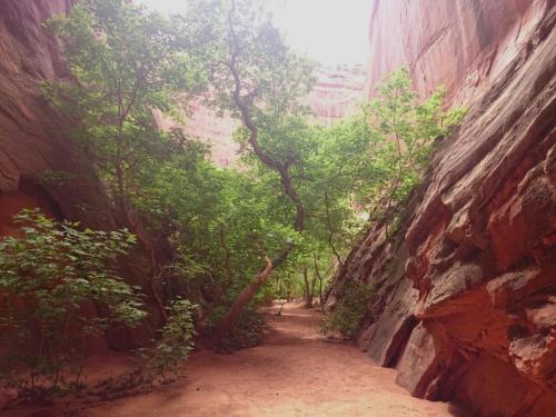 A narrow canyon with red rock walls and lush green trees lining a sandy path.