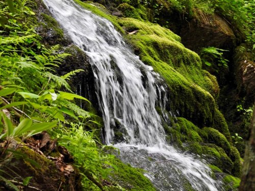 A serene waterfall cascading over moss-covered rocks, surrounded by lush green foliage.