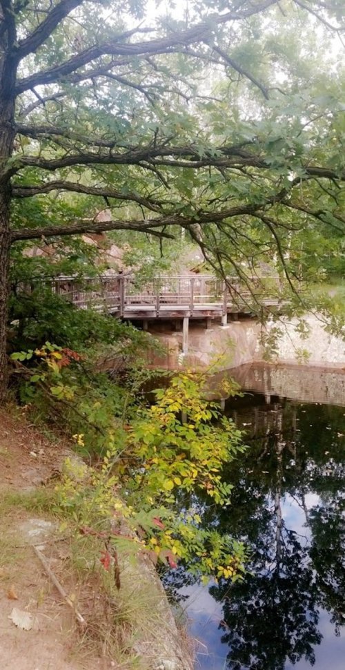 A serene view of a wooden deck by a calm river, surrounded by lush green trees and reflections in the water.