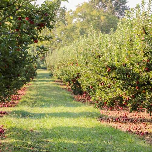 A sunny apple orchard with rows of trees, green grass, and fallen apples on the ground.