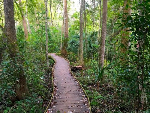 A winding wooden path through a lush green forest, surrounded by tall trees and dense foliage.