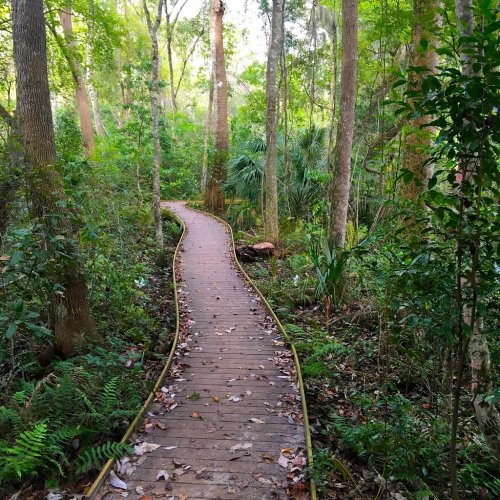 A winding wooden path through a lush green forest, surrounded by trees and foliage.