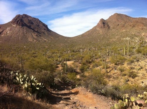 A desert landscape featuring mountains, cacti, and a clear blue sky. A dirt path winds through the vegetation.