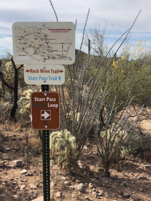 Trail sign at Tucson Mountain Park showing directions for Rock Wren Trail and Starr Pass Trail, surrounded by desert vegetation.