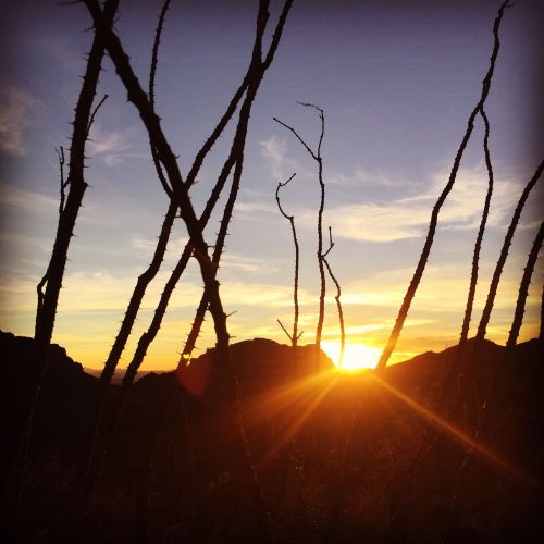 Silhouetted branches against a vibrant sunset, with mountains in the background and a warm glow illuminating the scene.