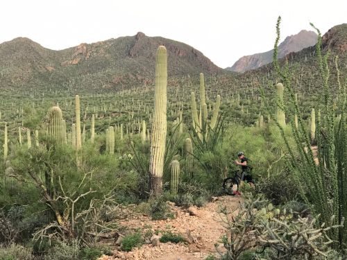 A cyclist pauses beside a bike in a desert landscape filled with tall cacti and mountains in the background.