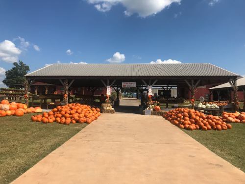A pumpkin patch with large orange pumpkins displayed outside a barn under a blue sky with fluffy clouds.