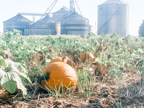 A bright orange pumpkin rests in a field with silos in the background under a clear sky.