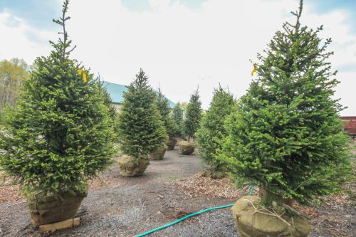 A row of potted evergreen trees in a nursery, ready for planting or sale, under a cloudy sky.