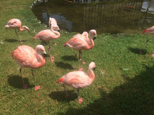 A group of pink flamingos standing on green grass near a pond.