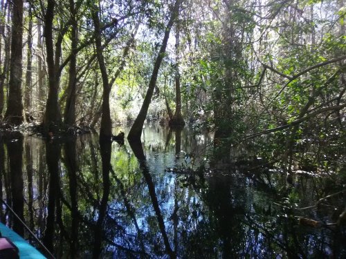 A serene waterway surrounded by lush trees, reflecting the greenery in calm waters.