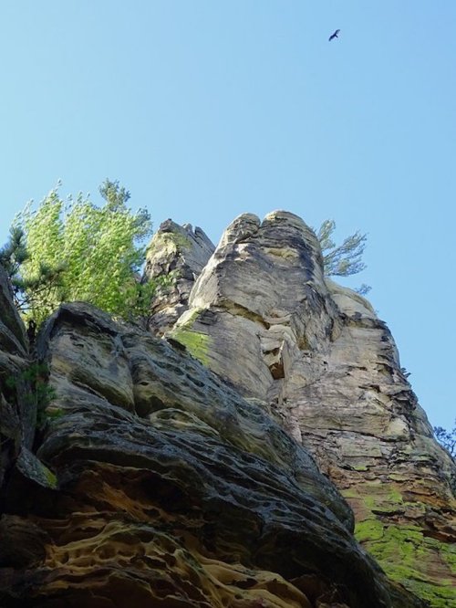 A towering rock formation with greenery at the top, under a clear blue sky, and a bird flying above.