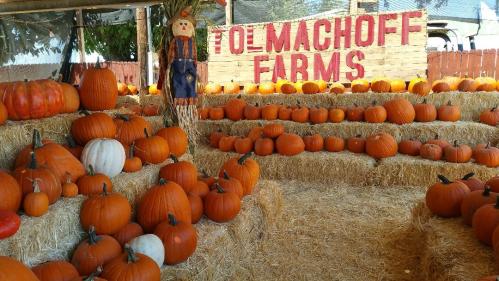 A pumpkin patch at Tolmachoff Farms with orange and white pumpkins displayed on hay bales under a sign.