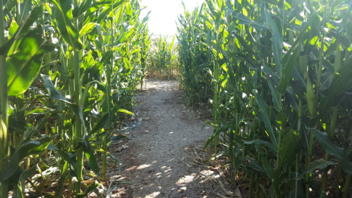 A narrow path through tall corn plants, with sunlight filtering in from the end of the row.