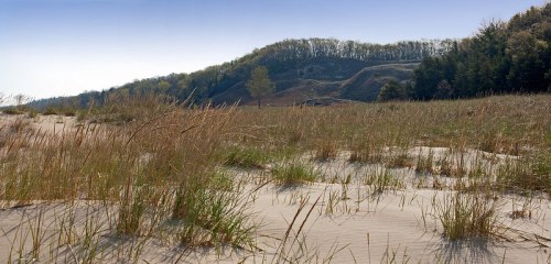 A sandy landscape with tall grass, rolling dunes, and a forested hill in the background under a clear blue sky.