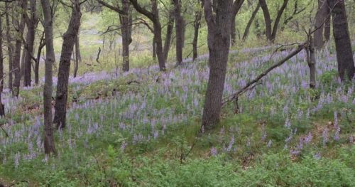 A serene forest scene with trees surrounded by a vibrant field of purple wildflowers.