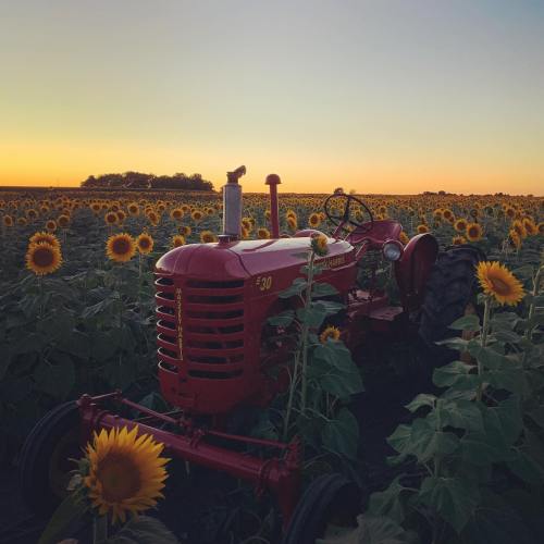 A red tractor in a sunflower field at sunset, with vibrant yellow flowers stretching towards the horizon.