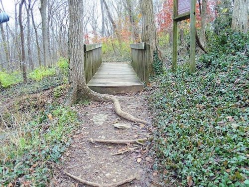 A wooden bridge over a small creek, surrounded by trees and greenery, with exposed roots along the path.