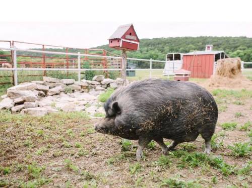 A pig walks through a grassy area on a farm, with a red barn and a stone feature in the background.