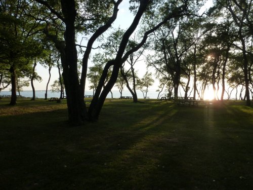 Silhouetted trees cast long shadows on a grassy area, with a sunset visible through the branches by the water.