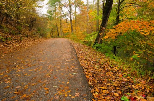 A winding path through a forest, lined with colorful autumn leaves and trees in shades of orange and yellow.