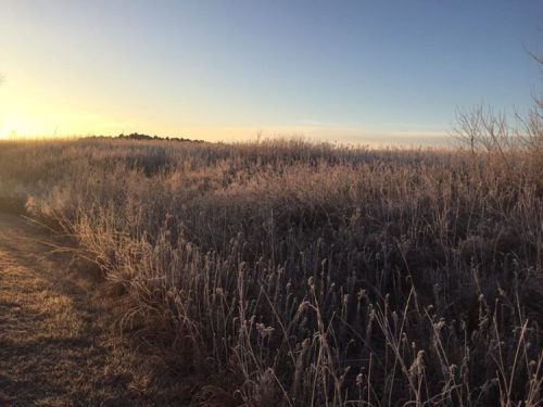 Frost-covered grass and plants glisten in the early morning light, with a soft sunrise in the background.