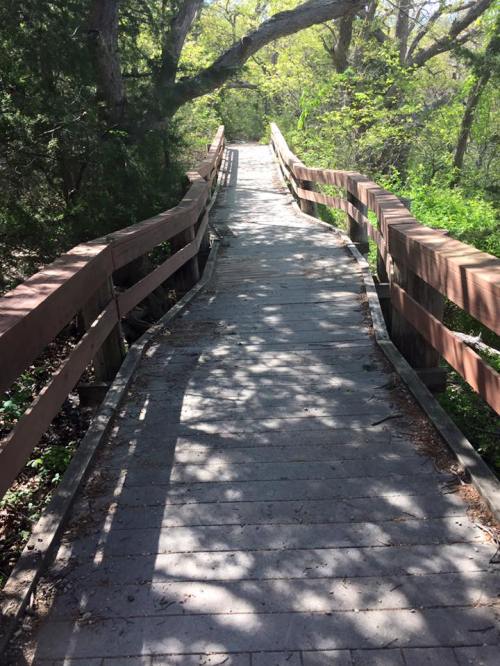 A wooden boardwalk winding through a lush, green forest with dappled sunlight filtering through the trees.