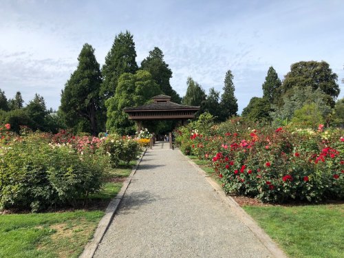 A gravel path leads through a vibrant rose garden, with a wooden gazebo in the background and lush greenery surrounding it.