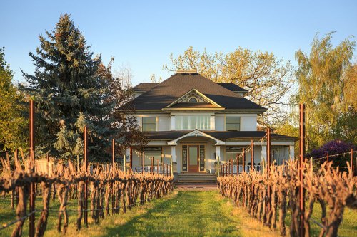 A charming house surrounded by vineyards, with trees and a clear blue sky in the background.