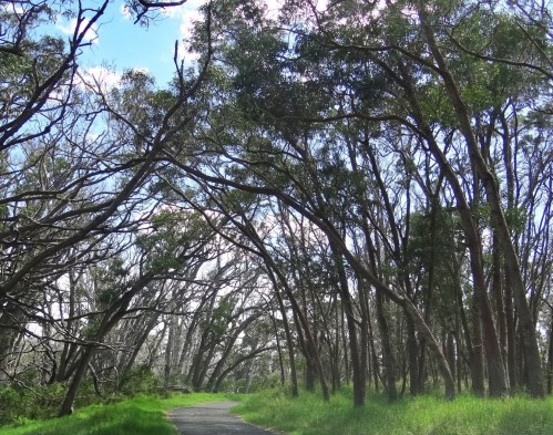 A winding path through a lush forest with tall trees arching overhead under a bright blue sky.