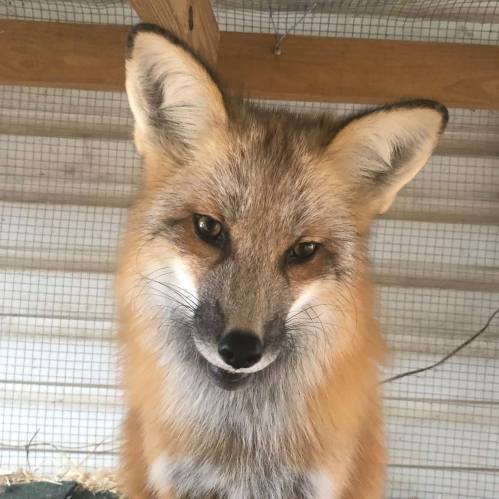 A close-up of a fox with a bushy orange-brown coat and alert ears, looking directly at the camera.