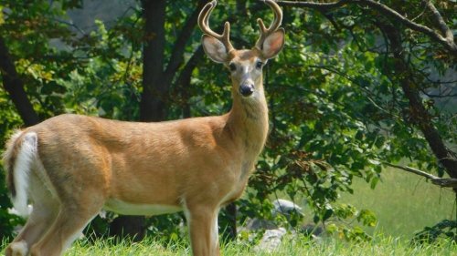 A young deer with antlers stands in a grassy area, surrounded by trees and greenery.